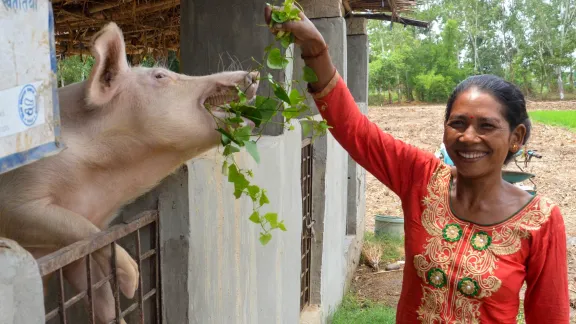 Saraswati in her pig farm